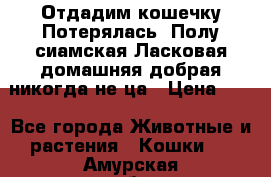 Отдадим кошечку.Потерялась. Полу сиамская.Ласковая,домашняя,добрая,никогда не ца › Цена ­ 1 - Все города Животные и растения » Кошки   . Амурская обл.,Белогорск г.